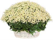 Цветочная композиция из Ромашки в корзине #REPLACE_PRED# Кузяево